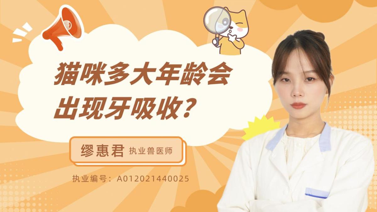 猫咪多大年龄会出现牙吸收?