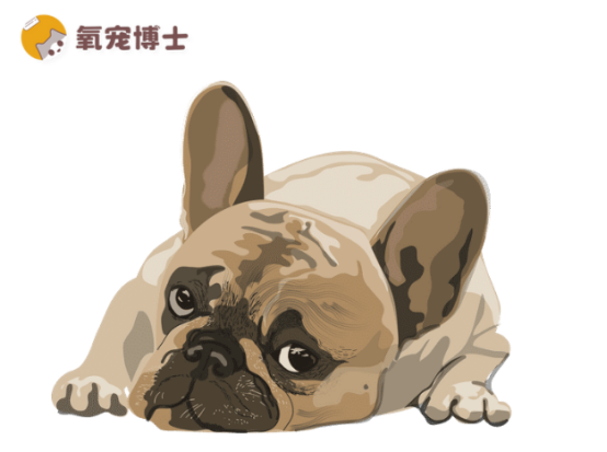 狗狗子宫蓄脓吃什么药好？