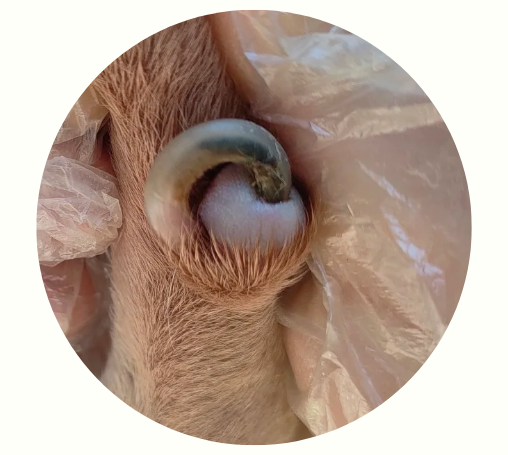 狗狗老是舔爪子