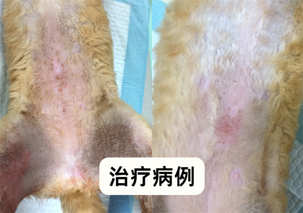 猫咪湿疹用什么药？