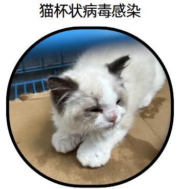 猫咪感染杯状病毒？这些症状要警惕！