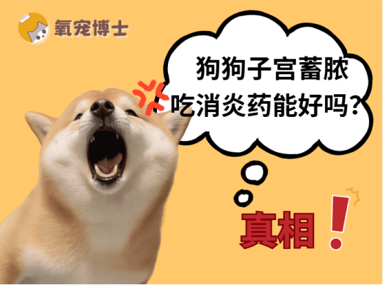 狗狗子宫蓄脓吃消炎药能好吗？