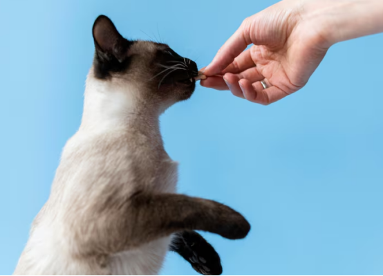 猫咪心脏不好不能吃什么？