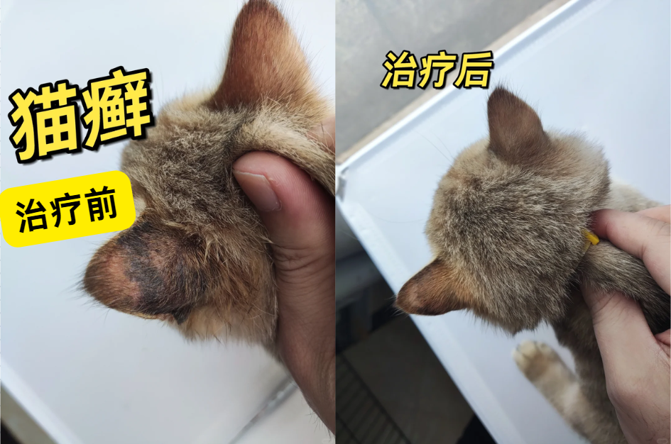 猫耳朵长癣掉毛怎么办？