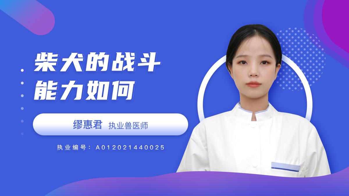 柴犬的戰(zhàn)斗能力如何？