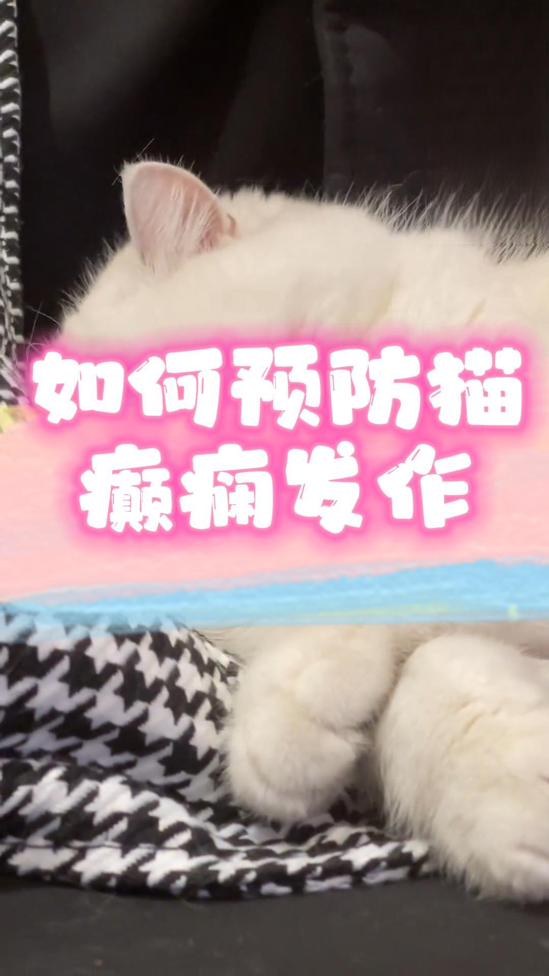 如何预防猫癫痫发作？