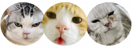 猫咪打喷嚏流鼻涕但是很活泼怎么回事？