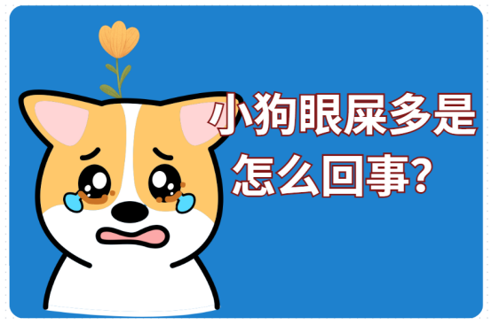 小狗眼屎多是怎么回事？揭秘背后原因
