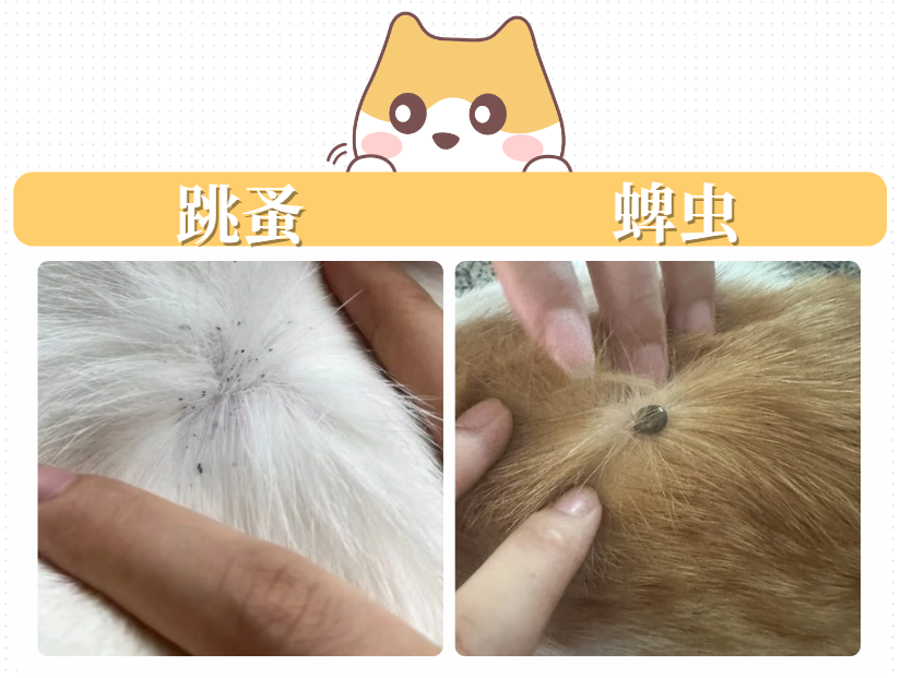 猫尾巴掉毛秃了一块怎么回事？