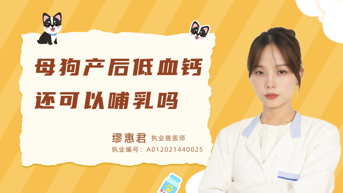 母狗產後低血鈣還可以哺乳嗎？