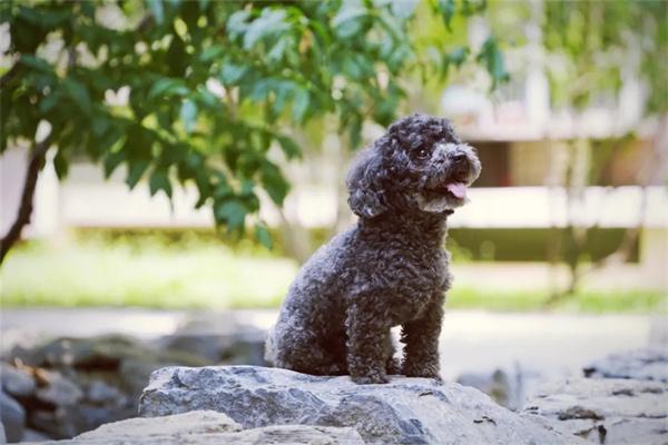 訓練茶杯犬需要注意什麼？