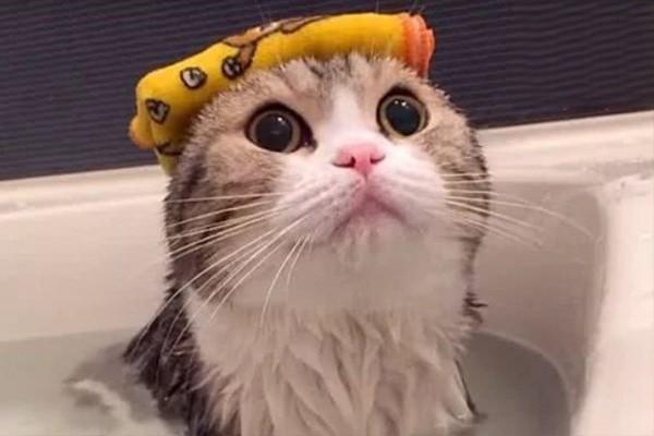 猫洗澡