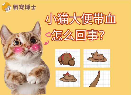 小猫大便带血怎么回事？