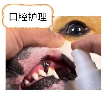 狗狗牙结石严重，牙根腐烂，紧急求救！