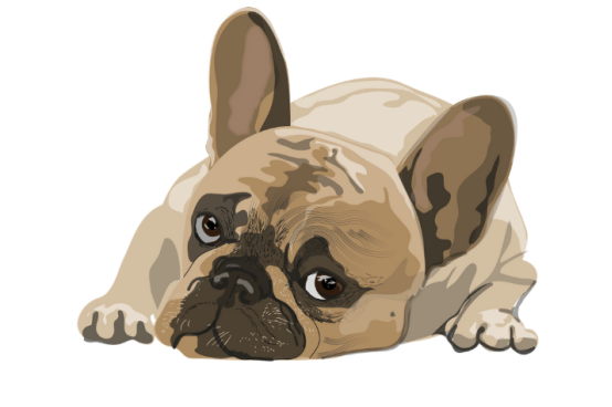 狗细小传染途径