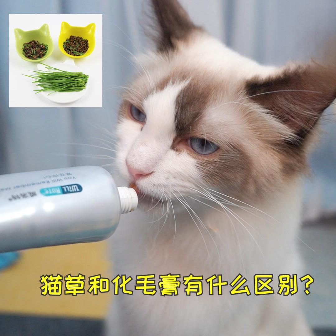 猫草和化毛膏的区别是什么？