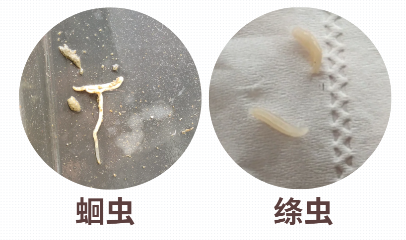 狗狗在地上摩擦屁股