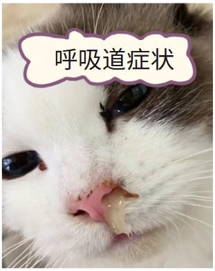 猫咪患鼻支，症状有哪些？速看