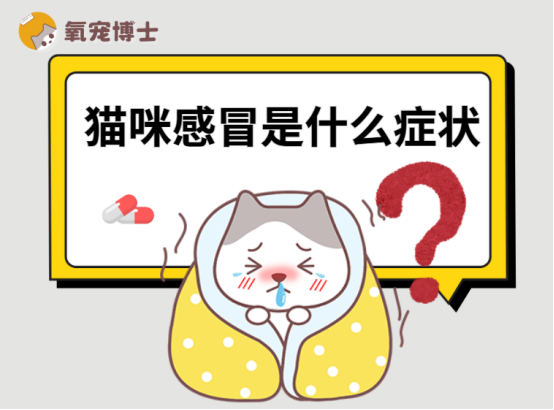 铲屎官必看！猫咪感冒的3类典型症状，早发现早治疗
