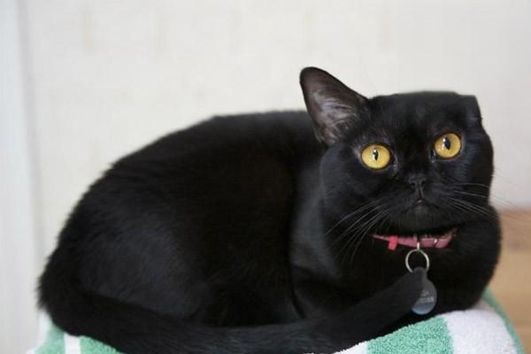 新手养猫，黑猫是不祥之物