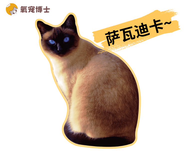 3分钟认识一种猫&mdash;&mdash;暹罗猫