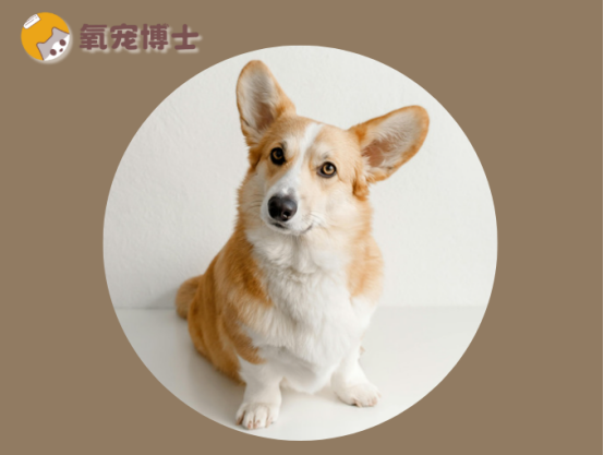 狗狗破皮傷口怎麼處理？