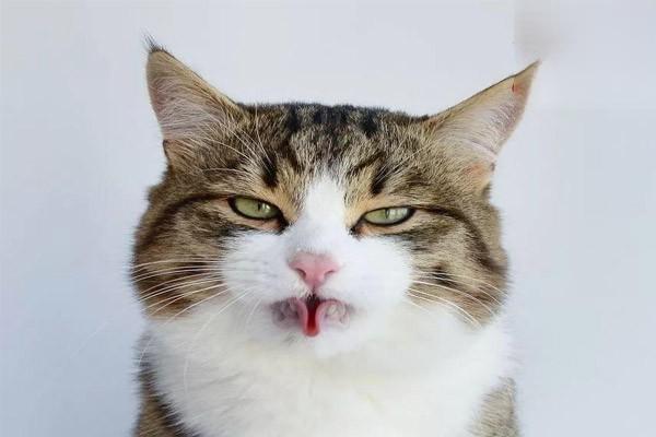 猫咪的舌头被烫到能自愈吗