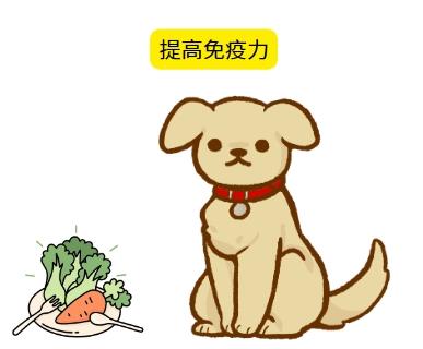 從發現到治愈：小狗膿包處理全流程，新手也能輕鬆掌握