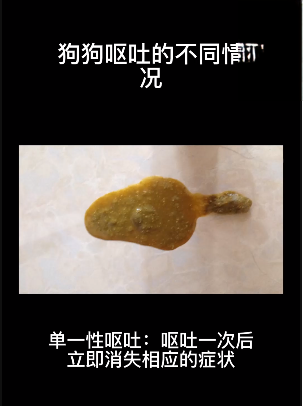 狗狗嘔吐的不同情況