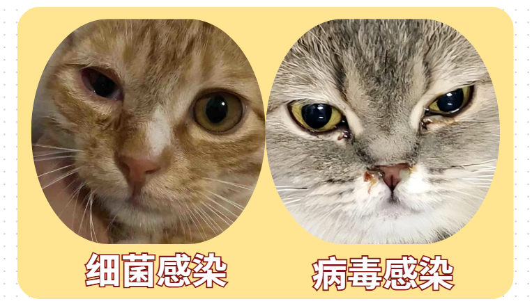 猫有眼屎怎么办？