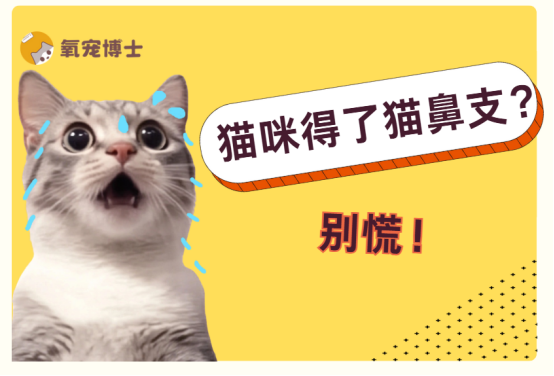 猫咪得了猫鼻支