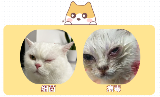 猫的眼睛发炎了用什么药效果好？