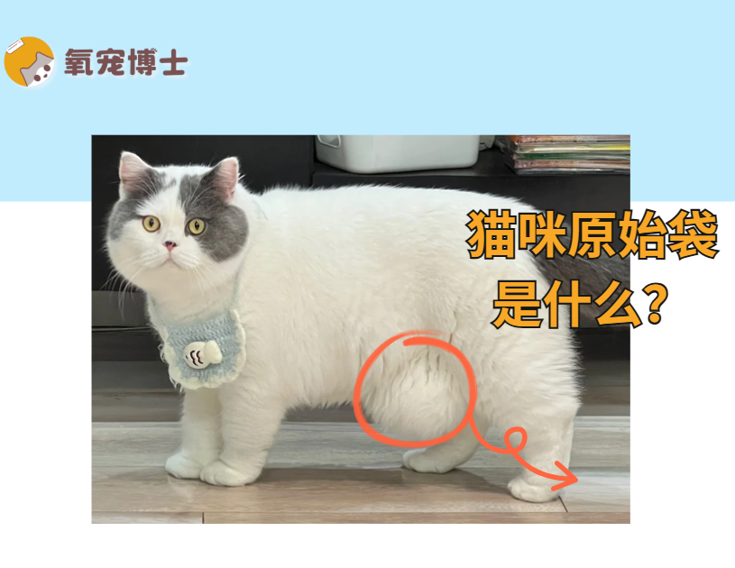 猫咪的原始袋是什么？