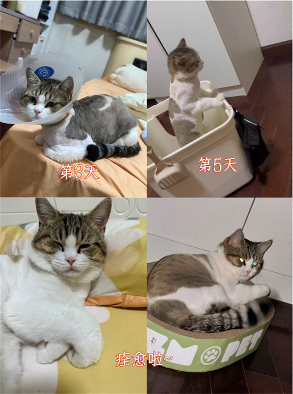 猫掉毛秃了一块用什么药？