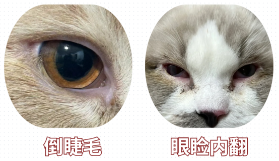 猫流眼泪