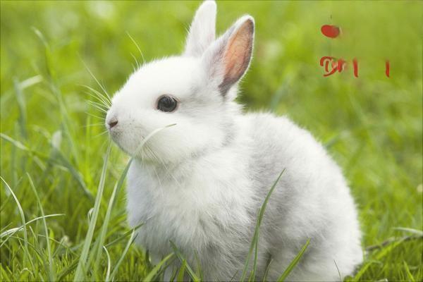垂耳兔的优点，垂耳兔多少钱一只？
