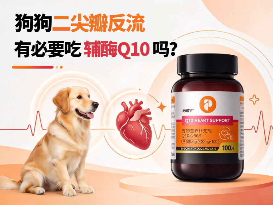 狗狗二尖瓣反流有必要吃辅酶Q10吗？