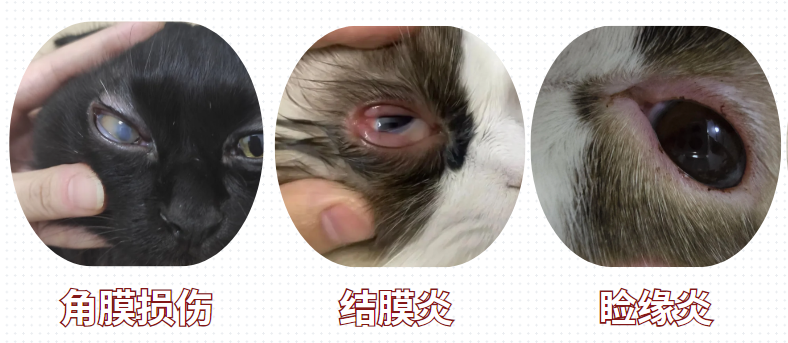 貓有眼屎流淚是什么原因？
