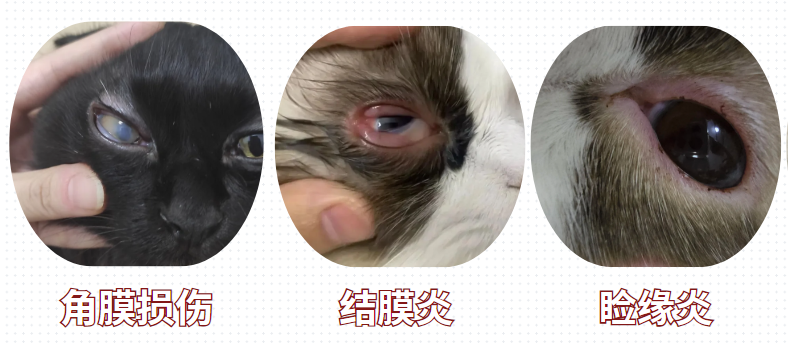 猫有眼屎流泪是什么原因？