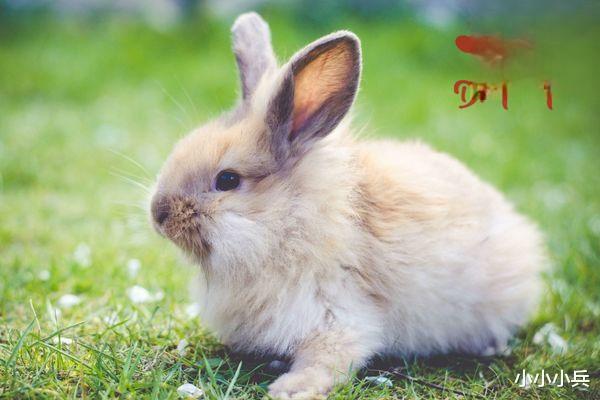 导致兔子不吃东西且没有精神的原因有哪些？