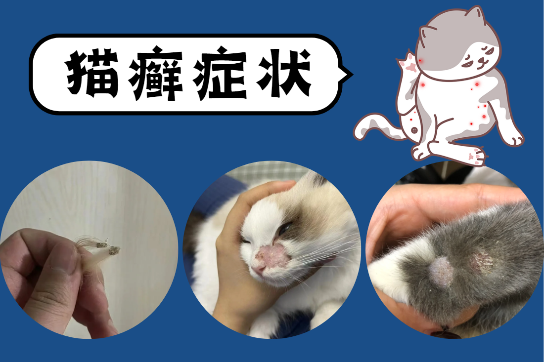 猫癣的症状图片