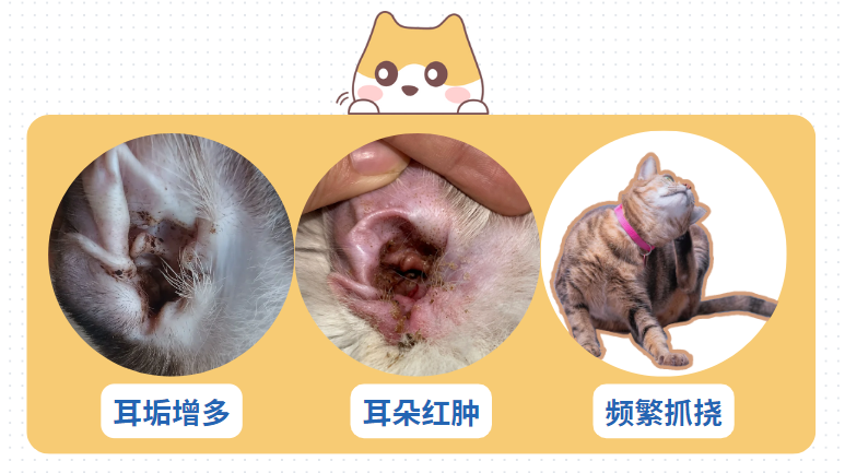 猫耳螨用什么药？