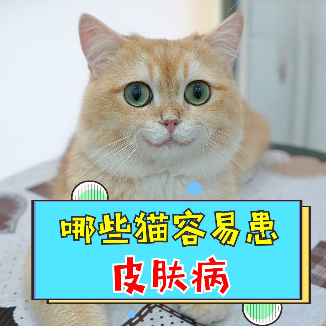 哪些猫容易患皮肤病？