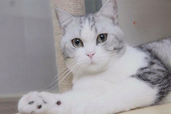 猫咪怀孕了能吃化毛膏吗？