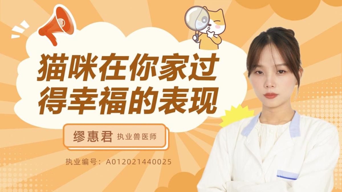 猫咪在家里过得幸福的表现