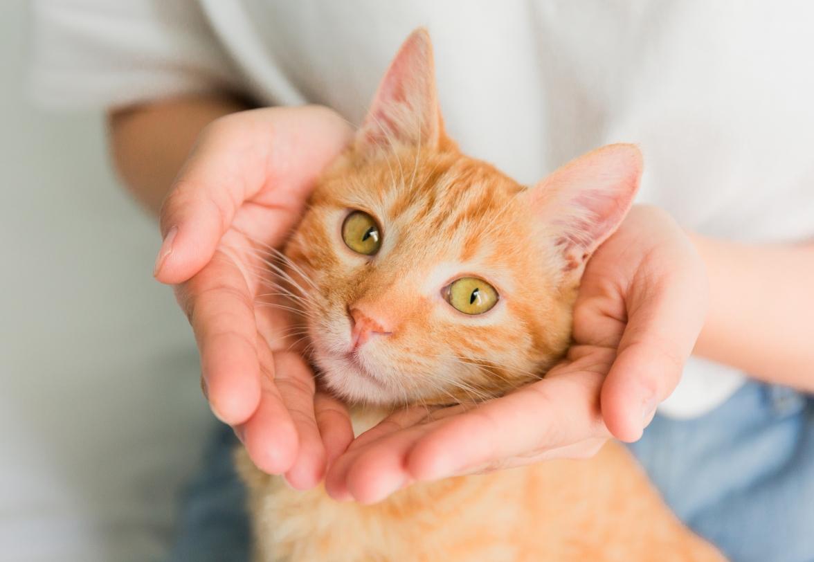 你为什么要养猫