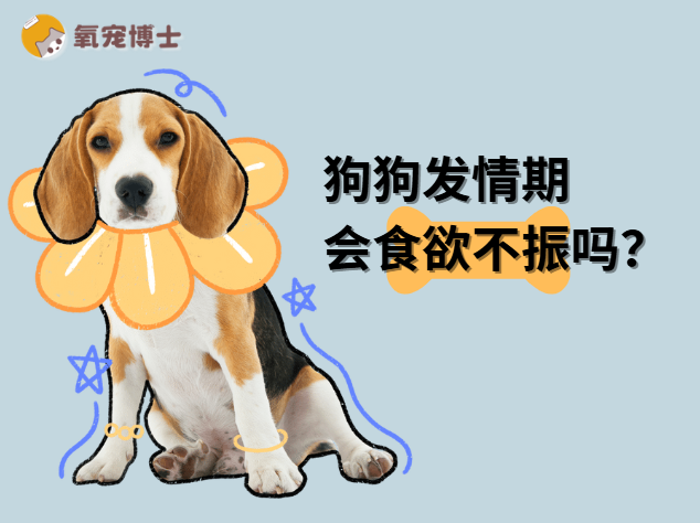 狗狗发情期会食欲不振吗？