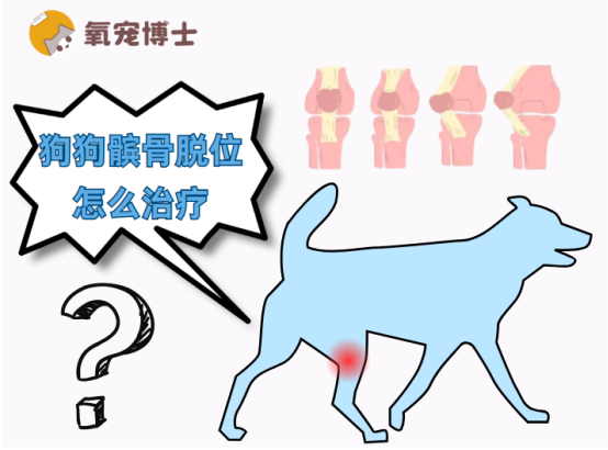 狗狗髌骨脱位怎么治疗？超全科普来了！