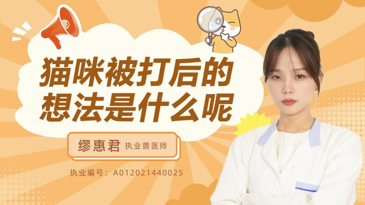 猫咪被打后的想法是什么?