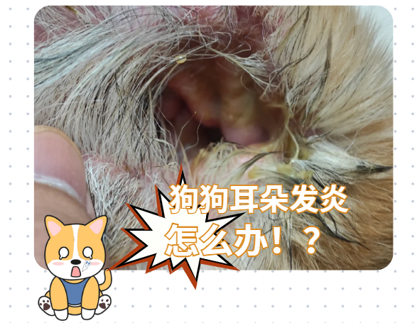 狗狗耳朵发炎流脓吃人用的消炎药可以吗？